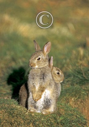 Yount Rabbits DM0618